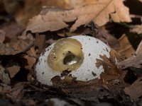 Phallus impudicus 2, Grote stinkzwam, Saxifraga-Luc Hoogenstein