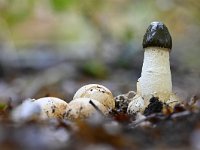 Phallus impudicus 22, Grote stinkzwam, Saxifraga-Luuk Vermeer