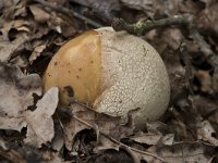 Phallus impudicus 32, Grote stinkzwam, Saxifraga-Willem van Kruijsbergen