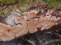 Phellinus conchatus