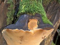 Phellinus ignarius 1, Echte vuurzwam, Saxifraga-Jan de Laat