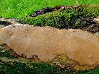 Phellinus punctatus 1, Vlakke vuurzwam, Saxifraga-Lucien Rommelaars