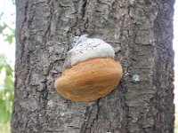 Phellinus tuberculosus