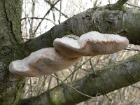 Phellinus tuberculosus 2, Boomgaardvuurzwam, Saxifraga-Jan Willem Jongepier