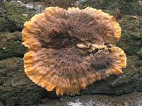 Phlebia radiata, Wrinkled Crust