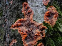 Phlebia radiata 10, Oranje aderzwam, Saxifraga-Ed Stikvoort : Kampina