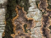 Phlebia radiata 13, Oranje aderzwam, Saxifraga-Willem van Kruijsbergen