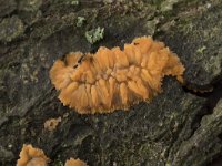 Phlebia radiata 9, Oranje aderzwam, Saxifraga-Willem van Kruijsbergen