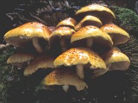 Pholiota adiposa, Golden Pholiota