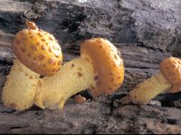 Pholiota adiposa 2, Goudvliesbundelzwam, Saxifraga-Jan Nijendijk