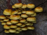 Goudvliesbundelzwam  Goudvliesbundelzwam - Pholiota aurivella