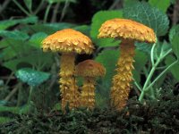 Pholiota flammans, Flaming Scalycap