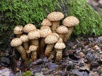 Pholiota squarrosa 10, Schubbige bundelzwam, Saxifraga-Luuk Vermeer