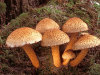 Pholiota squarrosa 2, Schubbige bundelzwam, Saxifraga-Jan de Laat