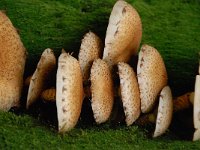 Pholiota squarrosa 6, Schubbige bundelzwam, Saxifraga-Luuk Vermeer