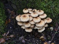 Pholiota squarrosa 8, Schubbige bundelzwam, Saxifraga-Luuk Vermeer