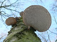 Piptoporus betulinus 16, Berkenzwam, Saxifraga-Tom Heijnen