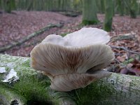 Pleurotus ostreatus 1, Gewone oesterzwam, Saxifraga-Peter Meininger