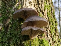 Pleurotus ostreatus 14, Gewone oesterzwam, Saxifraga-Tom Heijnen