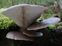 Pleurotus ostreatus 3, Gewone oesterzwam, Saxifraga-Willem van Kruijsbergen