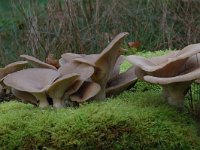 Pleurotus ostreatus 4, Gewone oesterzwam, Saxifraga-Willem van Kruijsbergen