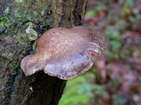 Pleurotus ostreatus 5, Gewone oesterzwam, Saxifraga-Peter Meininger