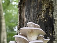 Pleurotus ostreatus 7, Gewone oesterzwam, Saxifraga-Luuk Vermeer