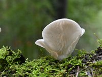 Pleurotus pulmonarius 1, Bleke oesterzwam, Saxifraga-Luuk Vermeer