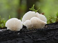 Pleurotus pulmonarius 3, Bleke oesterzwam, Saxifraga-Luuk Vermeer