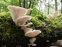 Pleurotus pulmonarius 4, Bleke oesterzwam, Saxifraga-Luuk Vermeer