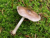 Pluteus cervinus 3, Gewone hertenzwam, Saxifraga-Peter Meininger