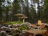 Pluteus cervinus 5, Gewone hertenzwam, Saxifraga-Luuk Vermeer