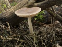 Pluteus cervinus 8, Gewone hertenzwam, Saxifraga-Willem van Kruijsbergen