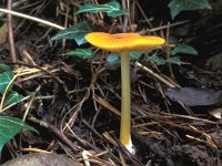 Pluteus leoninus 1, Goudgele hertenzwam, Saxifraga-Jan van der Straten