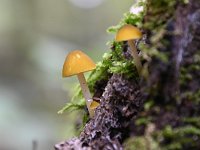 Pluteus leoninus 2, Goudgele hertenzwam, Saxifraga-Luuk Vermeer