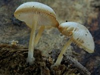 Pluteus plautus