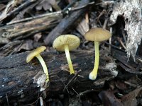 Pluteus romelii 1, Saxifraga-Jan Willem Jongepier