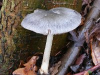 Pluteus salicinus 1, Grauwgroene hertenzwam, Saxifraga-Peter Meininger