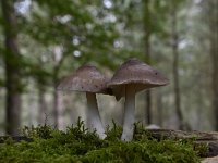 Pluteus salicinus 3, Grauwgroene hertenzwam, Saxifraga-Luuk Vermeer