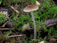 Pluteus thomsonii 1, Roetkleurige hertezwam, Saxifraga-Lucien Rommelaars