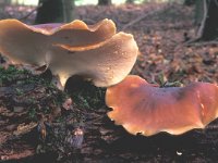 Polyporus badius 1, Peksteel, Saxifraga-Jan van der Straten