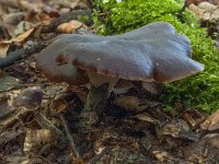 Polyporus badius 3, Peksteel, Saxifraga-Willem van Kruijsbergen