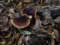 Polyporus badius 4, Peksteel, Saxifraga-Luuk Vermeer