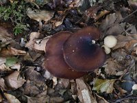 Polyporus badius 7, Peksteel, Saxifraga-Luuk Vermeer