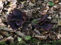 Polyporus badius 8, Peksteel, Saxifraga-Luuk Vermeer