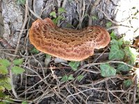 Polyporus squamosus 1, Zadelzwam, Saxifraga-Peter Meininger