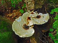 Polyporus squamosus 11, Zadelzwam, Saxifraga-Hans Grotenhuis