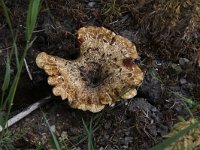 Polyporus squamosus 3, Zadelzwam, Saxifraga-Peter Meininger