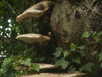 Polyporus squamosus 5, Zadelzwam, Saxifraga-Willem van Kruijsbergen