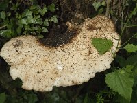 Polyporus squamosus 6, Zadelzwam, Saxifraga-Willem van Kruijsbergen